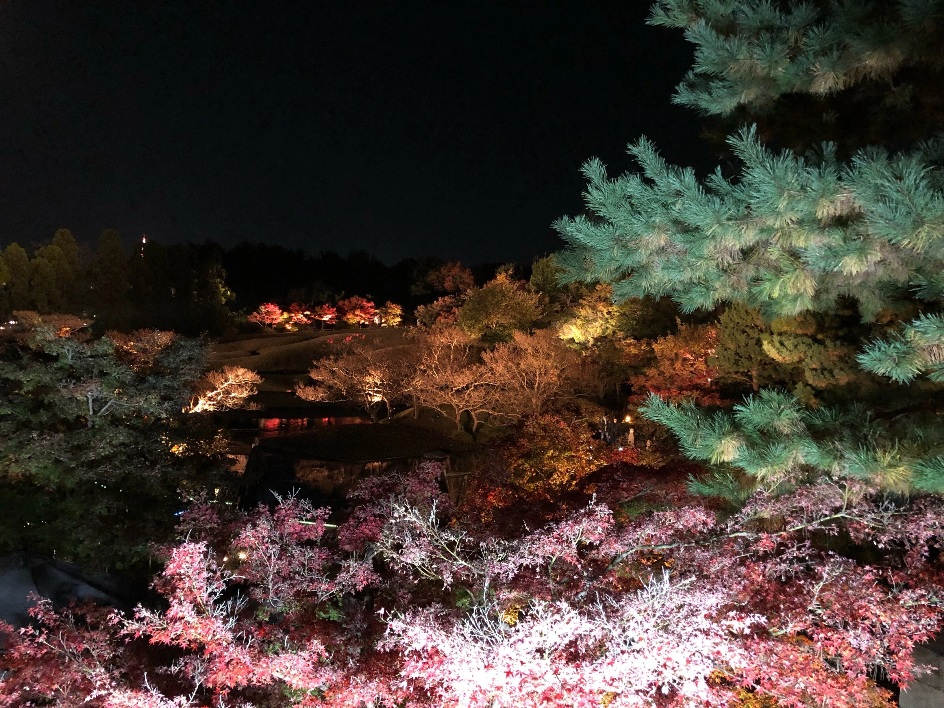 京都 紅葉 ライトアップ