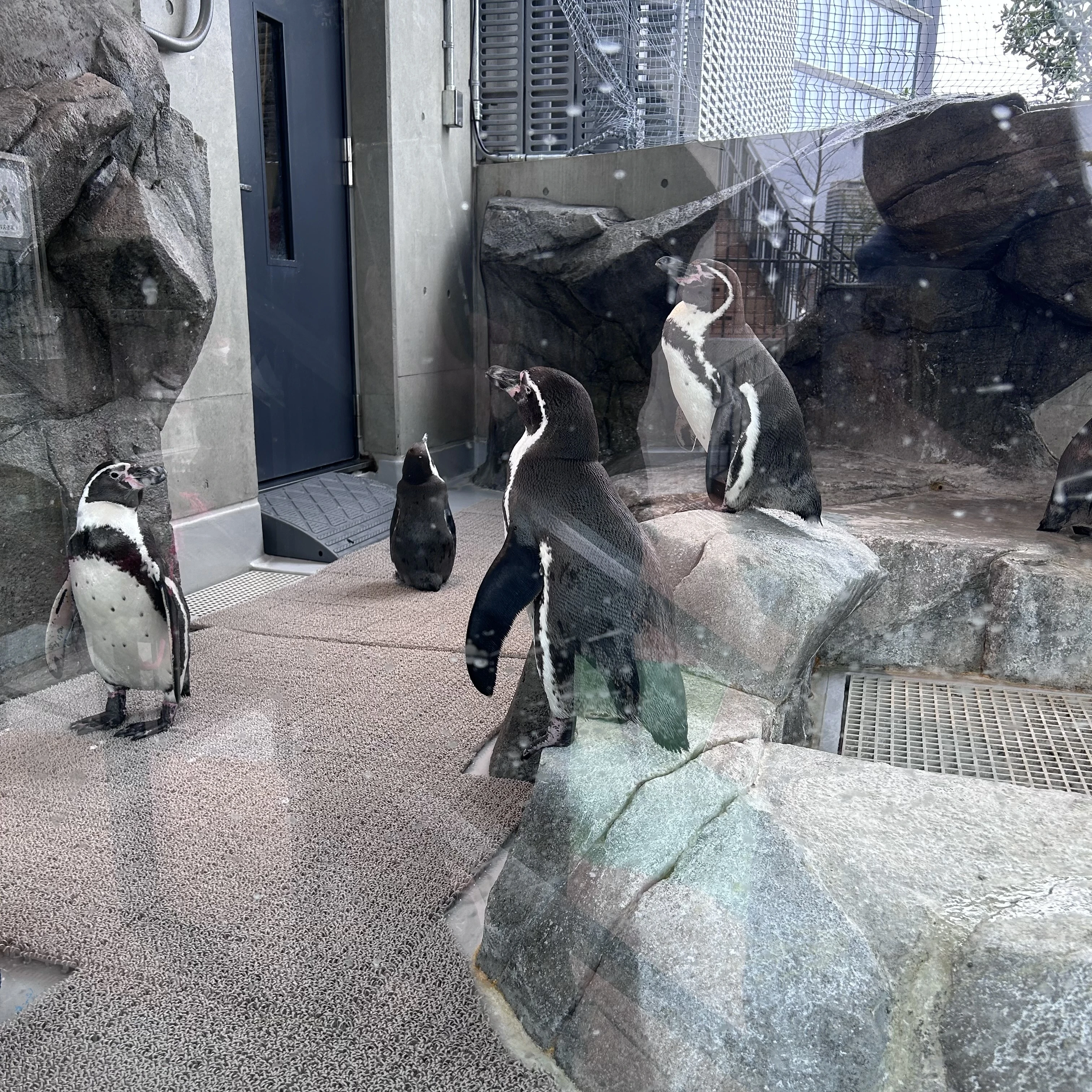 アトア、神戸観光、ペンギン