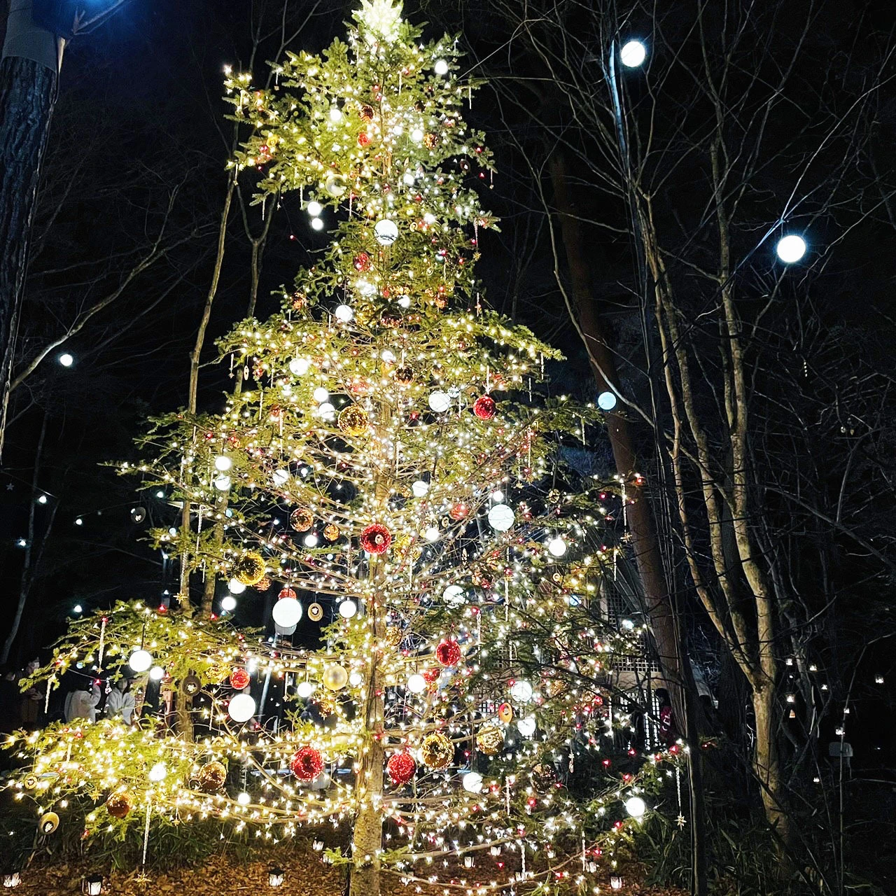 【軽井沢高原教会 星降る森のクリスマス】　教会前には高さ6メートルのクリスマスツリー
