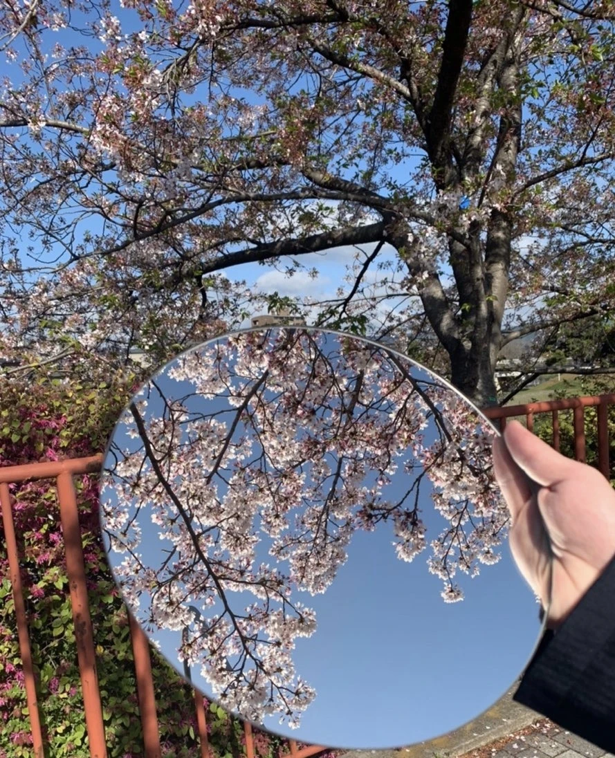 桜 鏡 写真