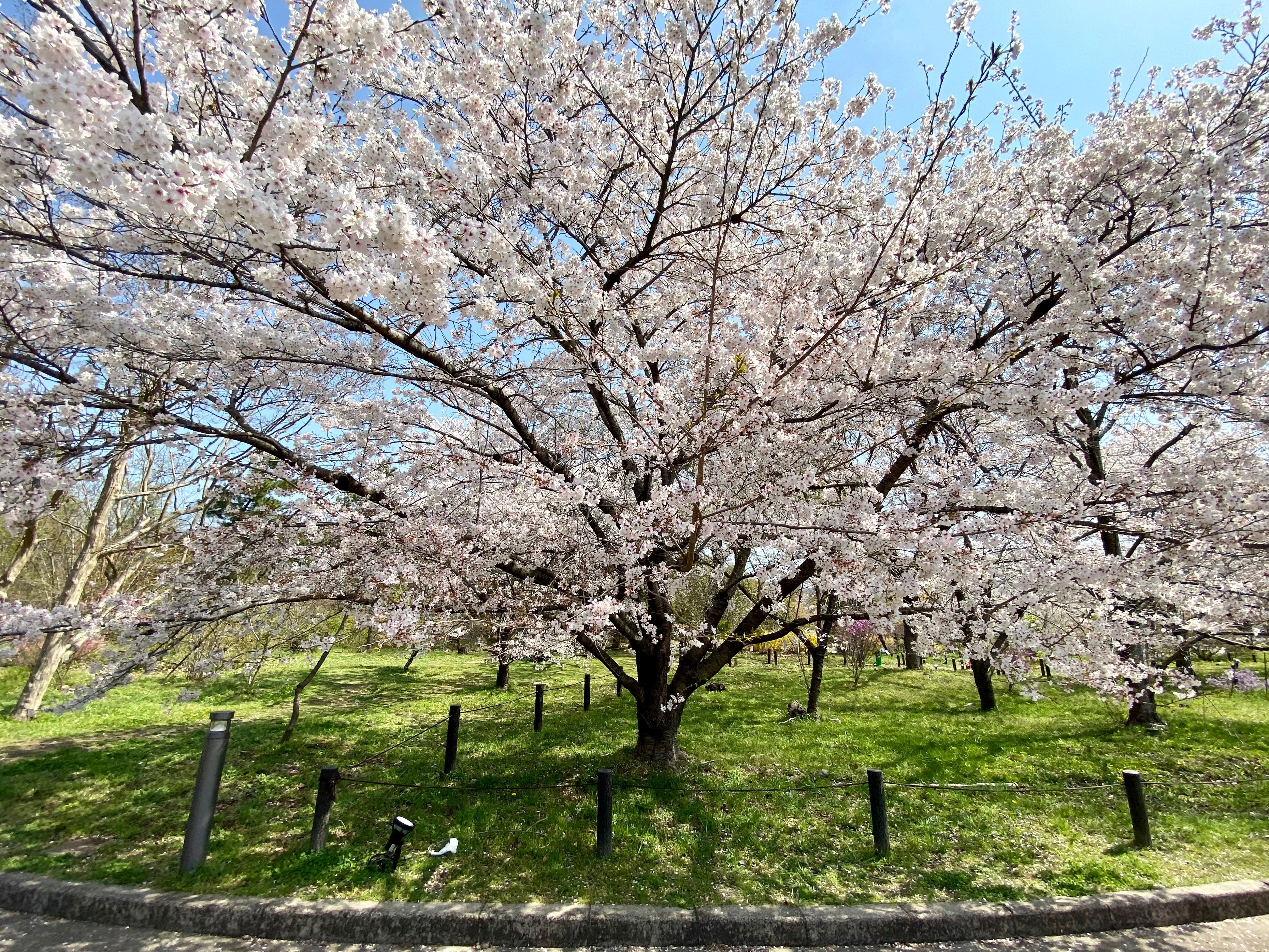 京都府立植物園　桜　満開　花見