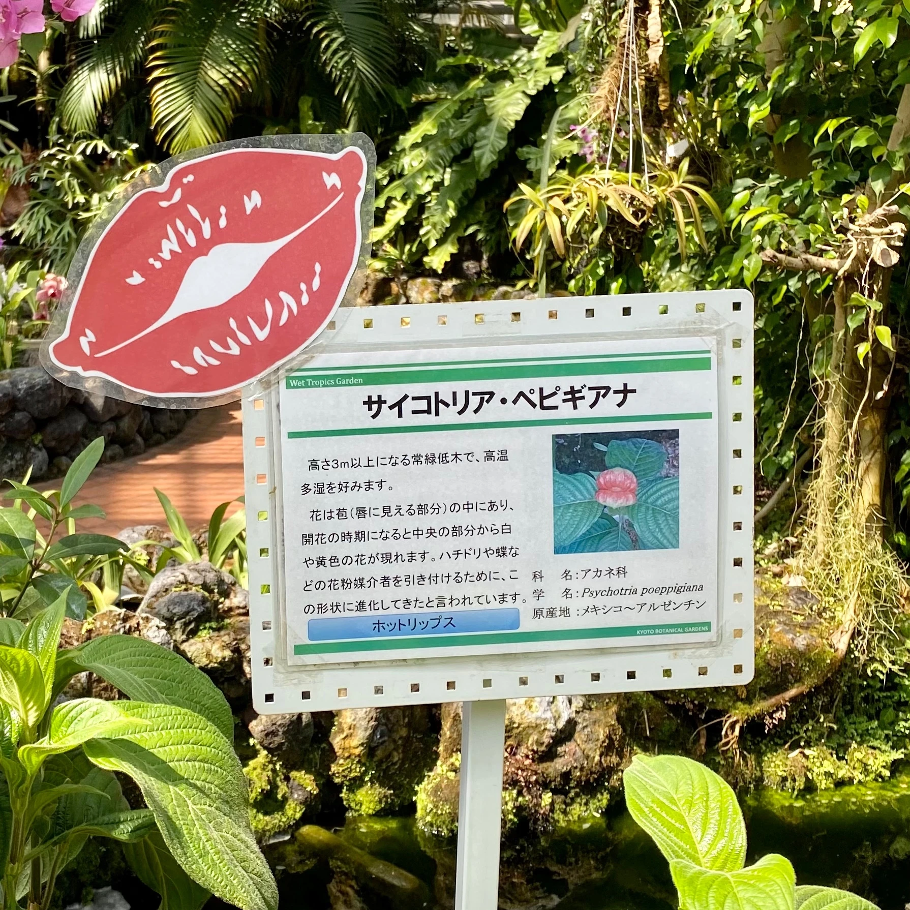 京都府立植物園　観覧温室　サイトコリア・ペピギアナ　説明