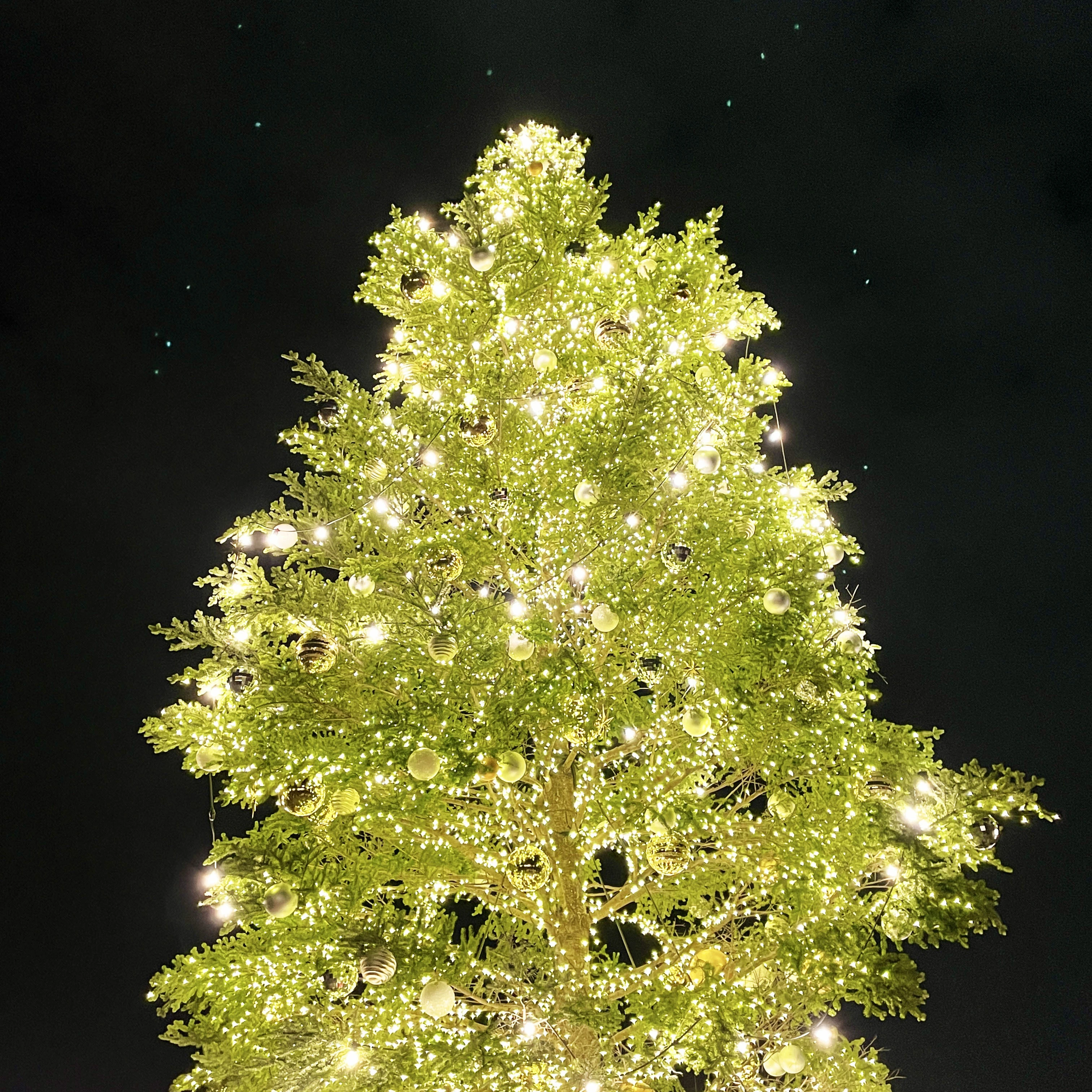 横浜赤レンガ倉庫のクリスマスマーケット　シャンパンゴールドに輝く高さ10メートルのクリスマスツリー
