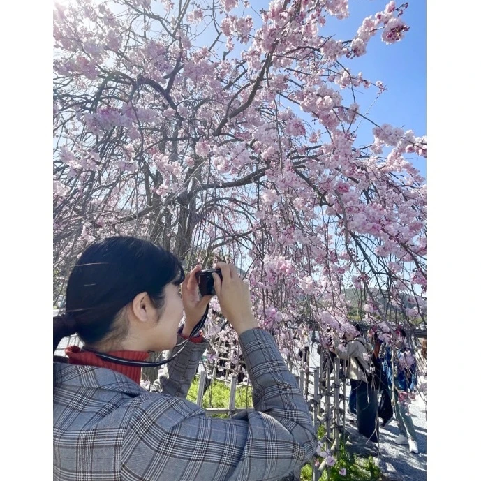 嵐山にて桜を撮る人