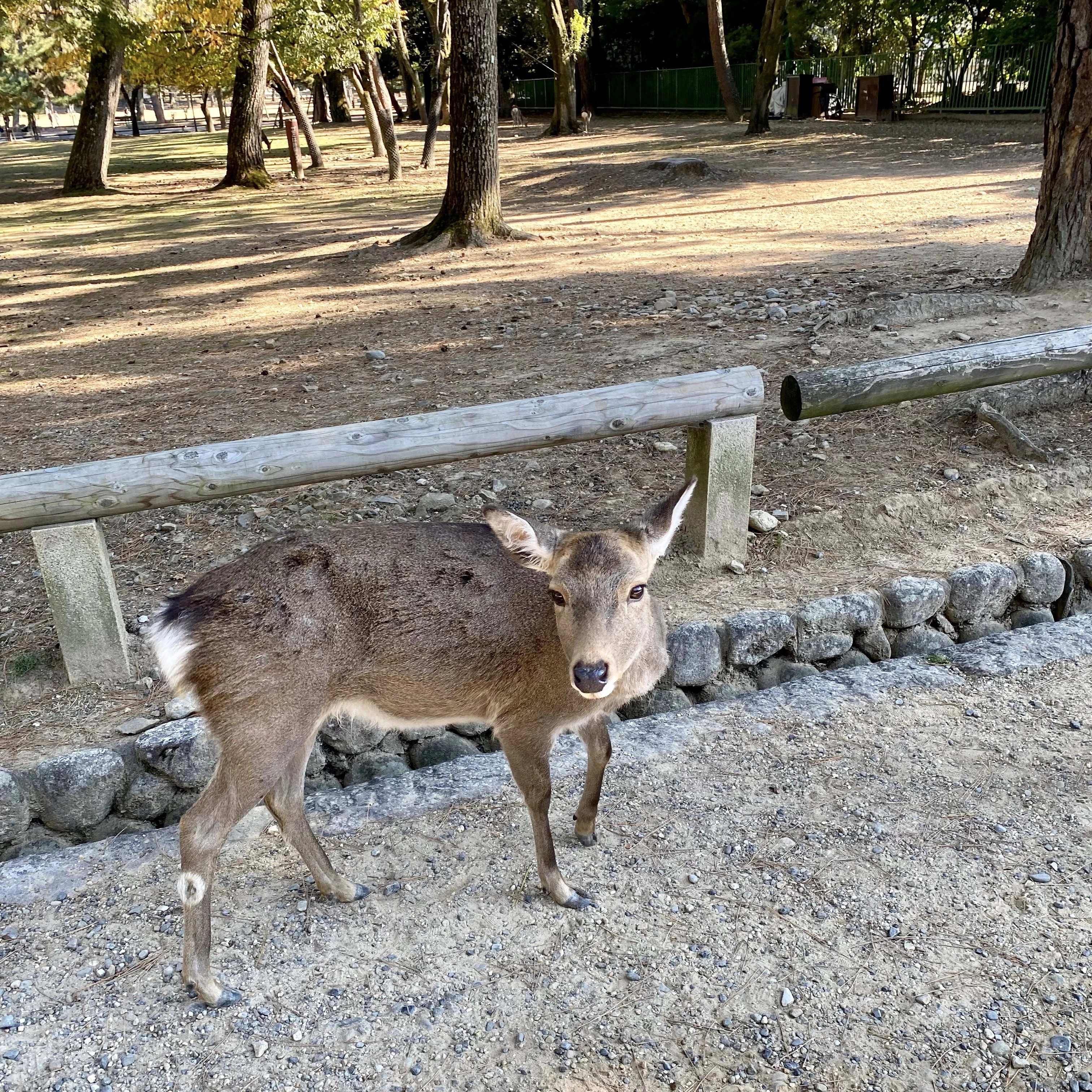 奈良　公園　鹿
