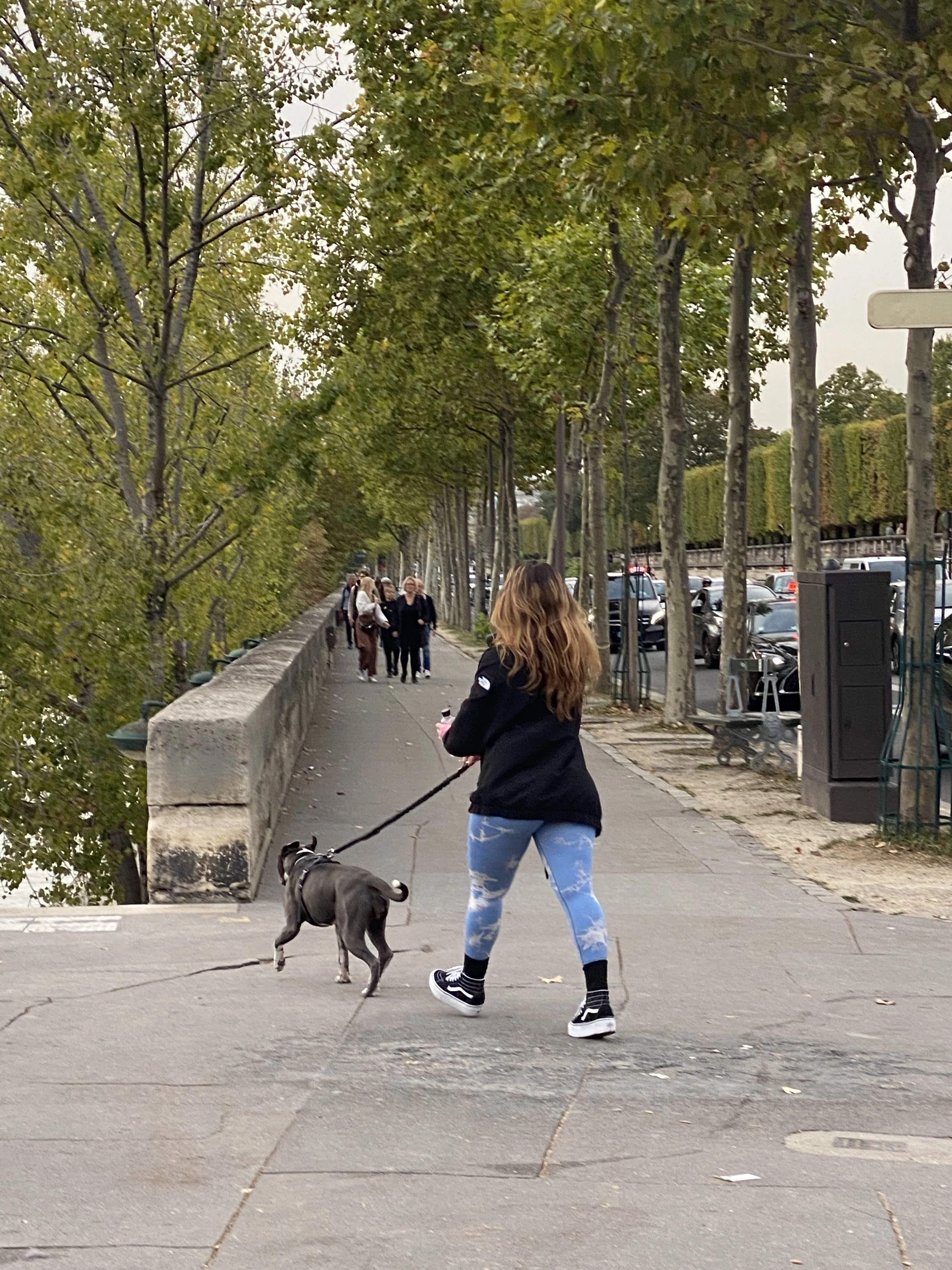 【パリの犬たち】おしゃれな犬をパパラッチ！_1_2-1