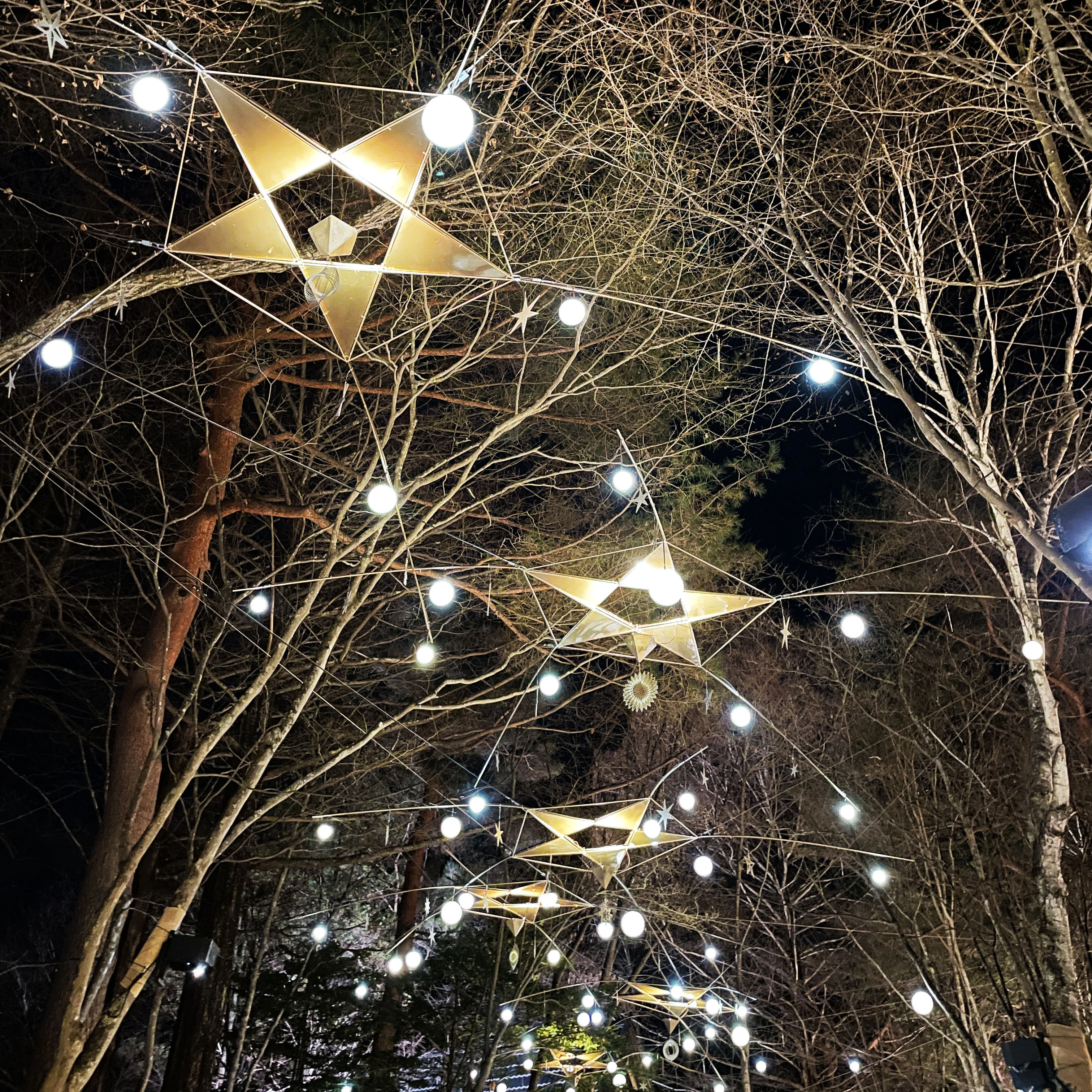 【軽井沢高原教会　星降る森のクリスマス】　星明かりのプロムナード頭上