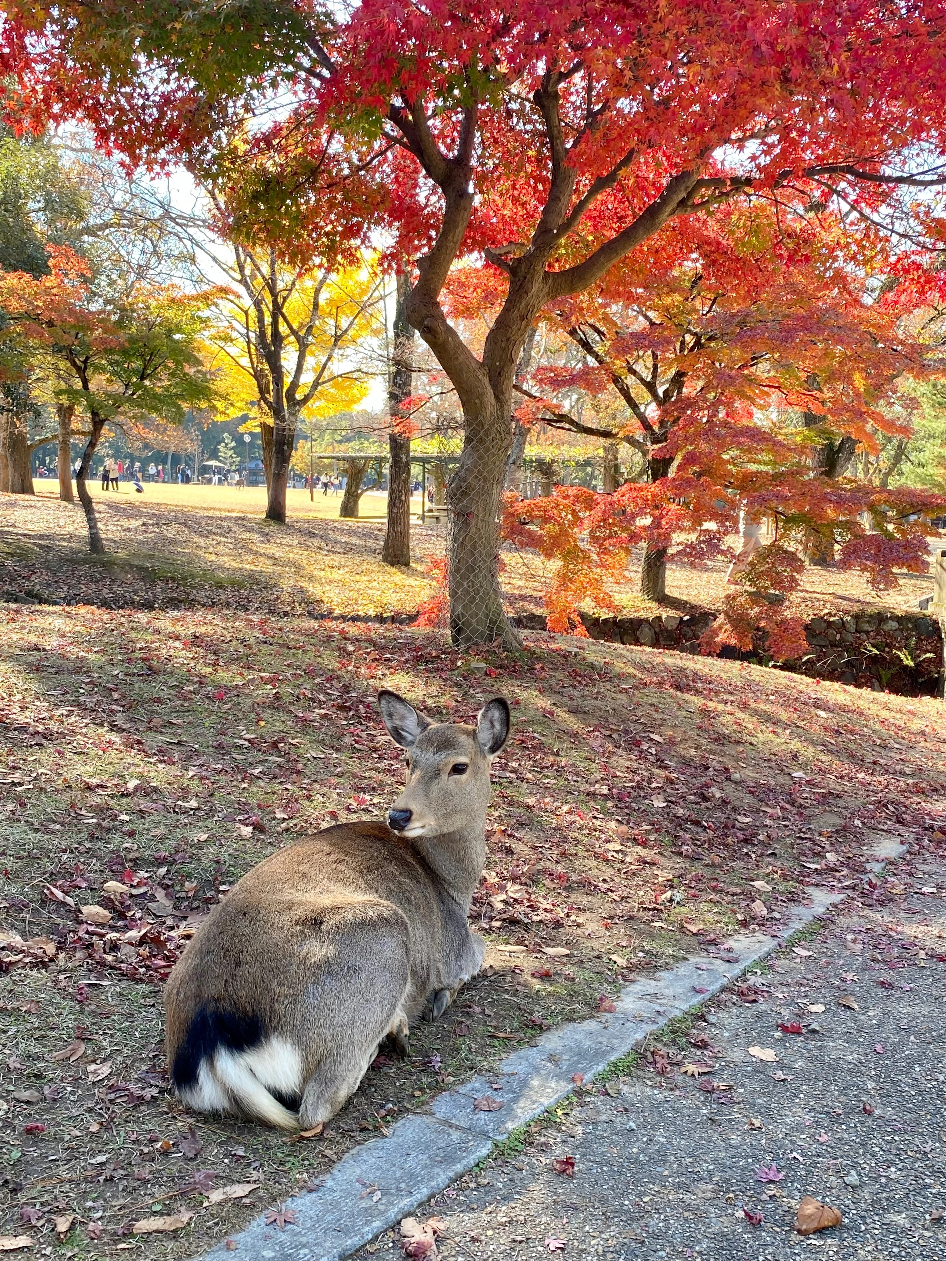 奈良公園　鹿と紅葉