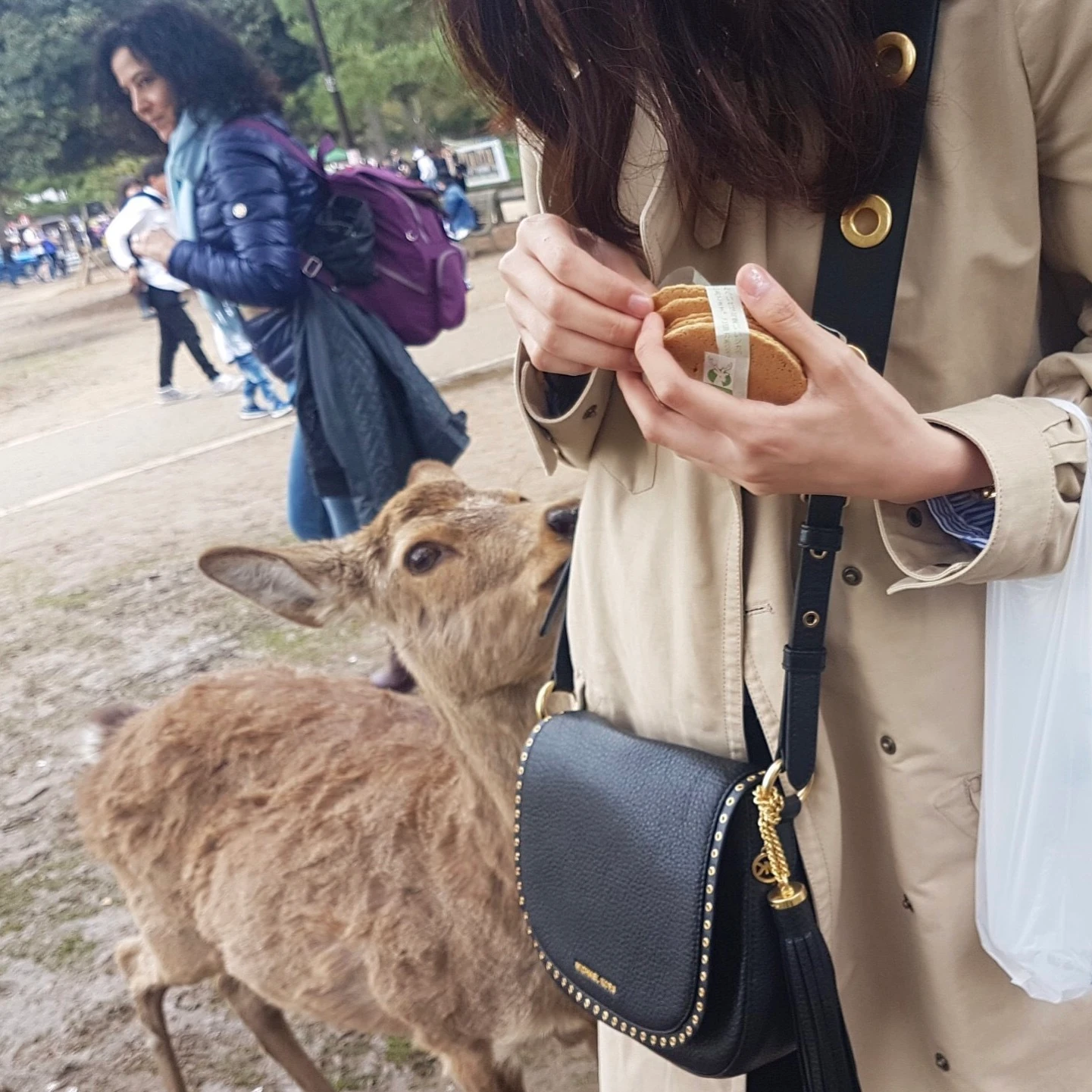 奈良の鹿と触れ合って来ました…！_1_2