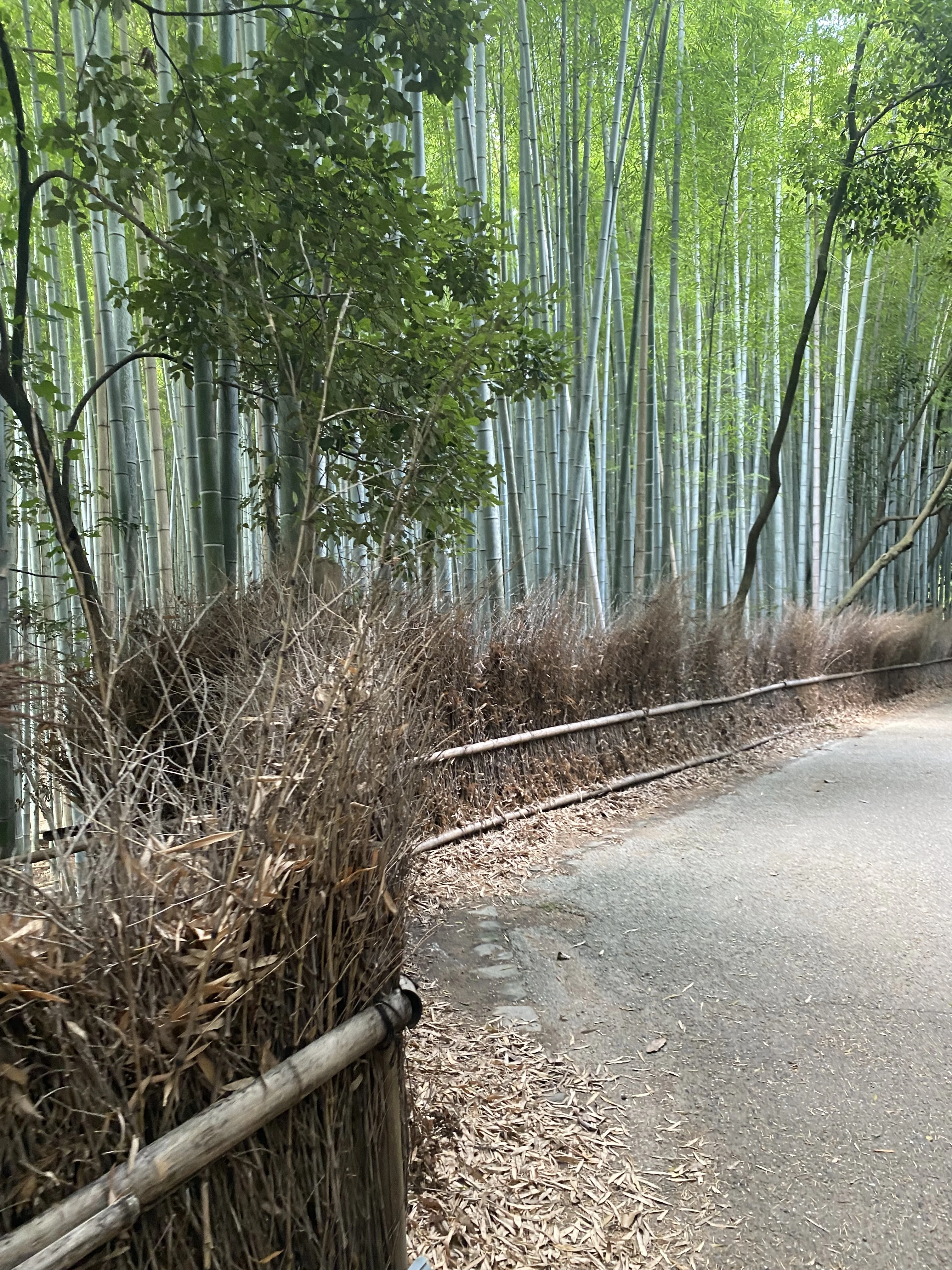 【京都·嵐山】風情ある嵐山でゆったりまったり散策！非日常を味わいながら食べ歩きも！_1_7-1