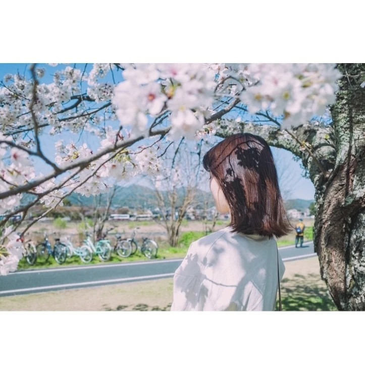 渡月橋　嵐山　桜　