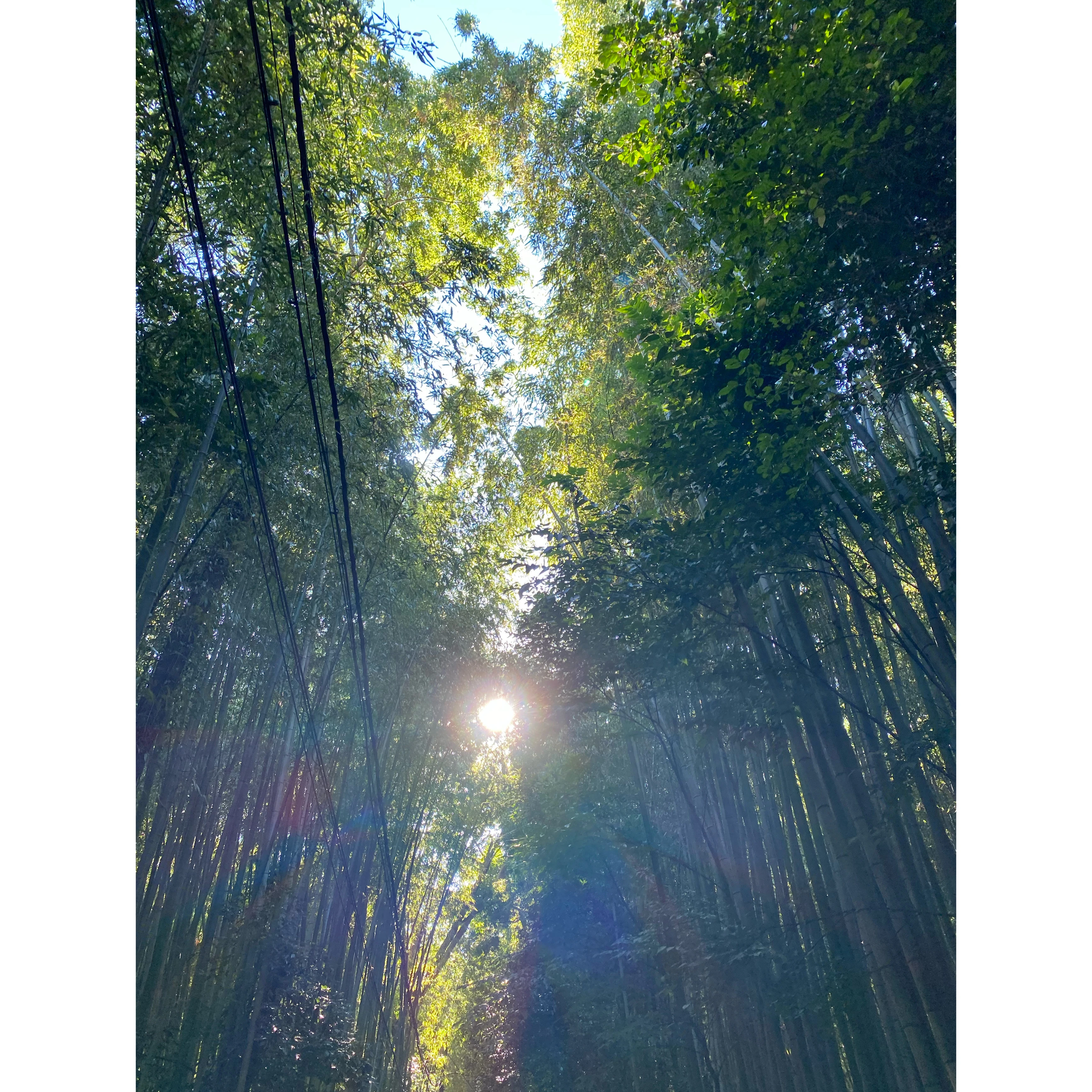 竹林　嵐山　京都