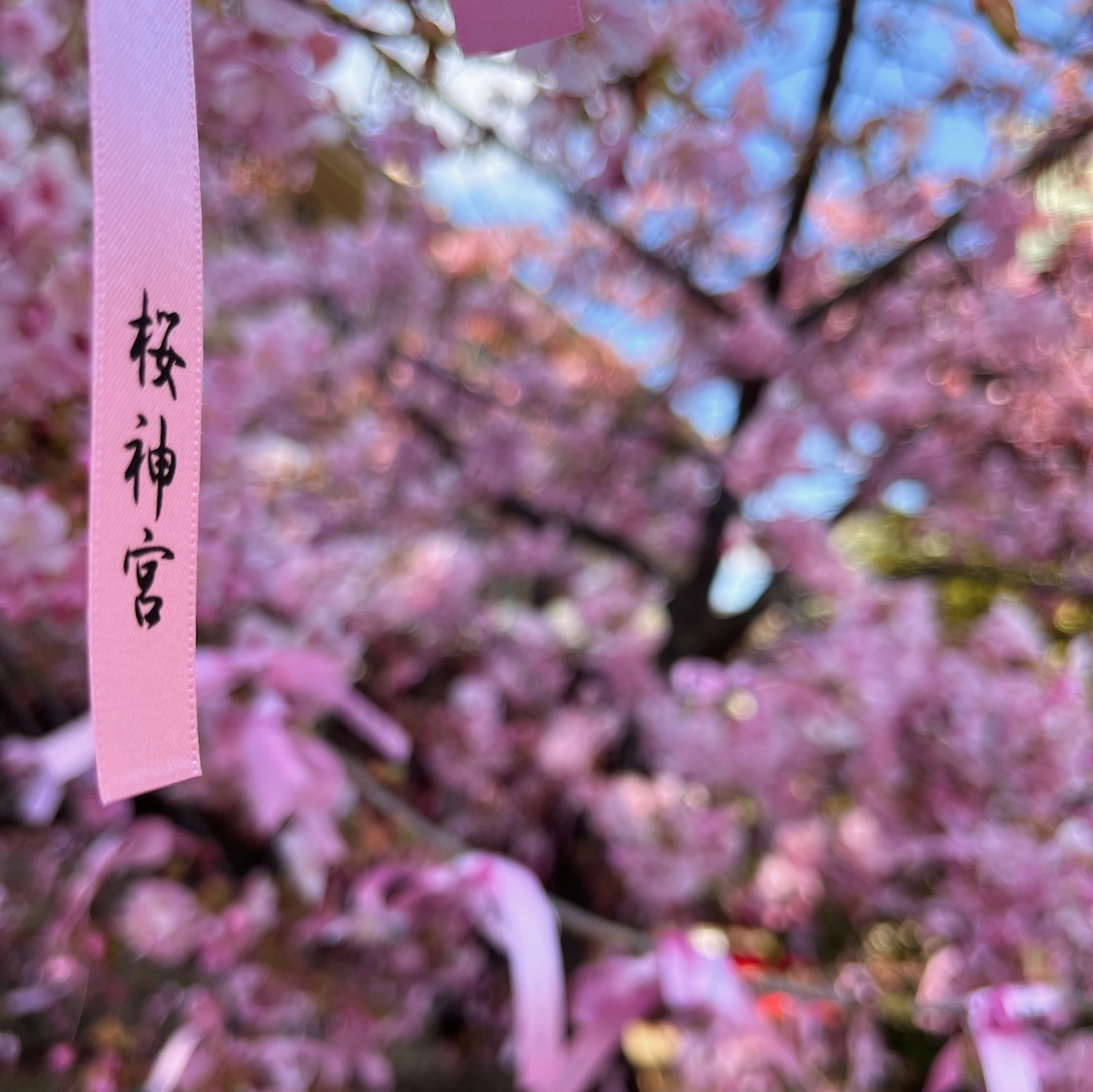 桜神宮　えんむすびの木　花帯