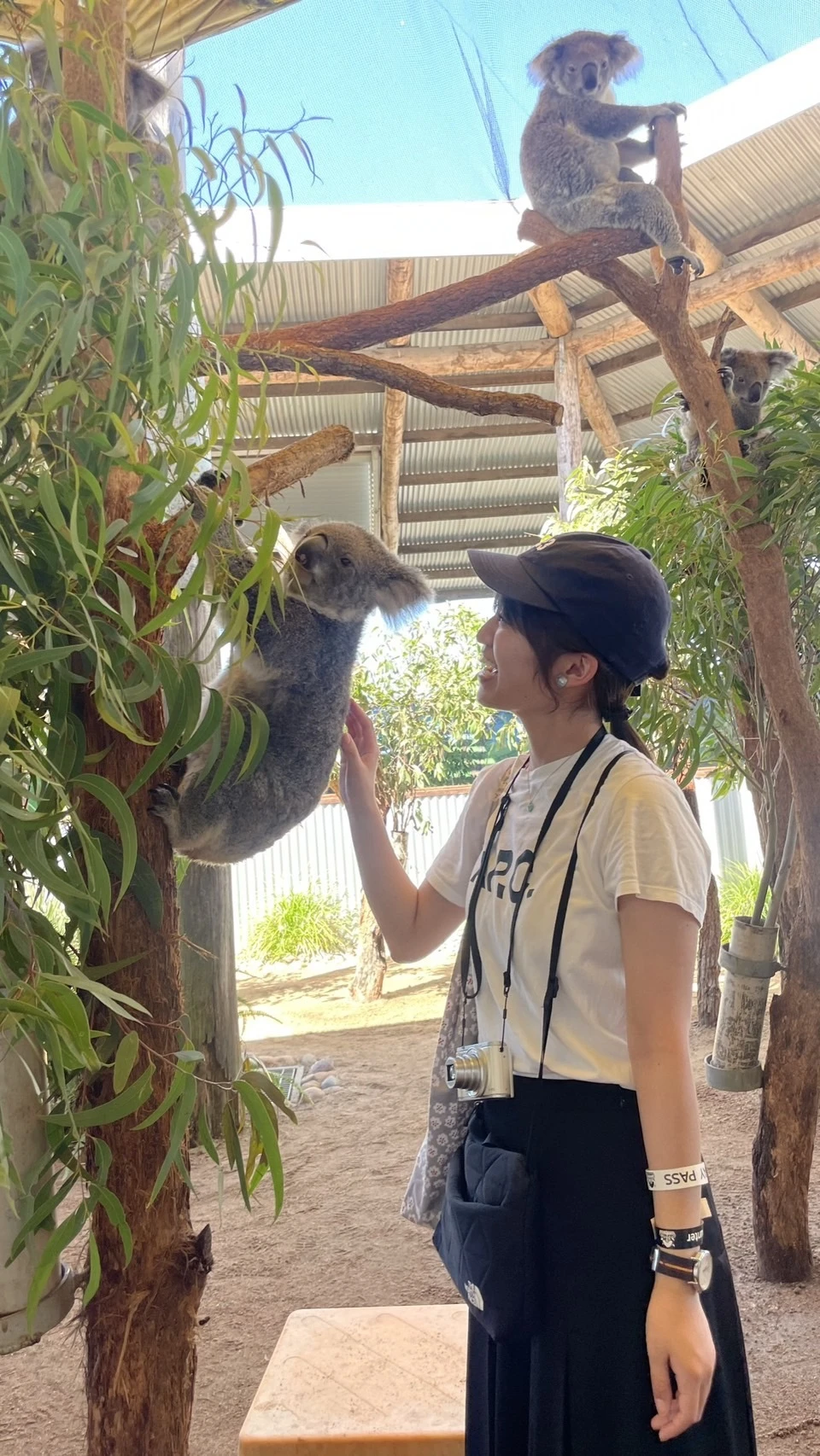 オーストラリアの動物園でコアラにあった写真