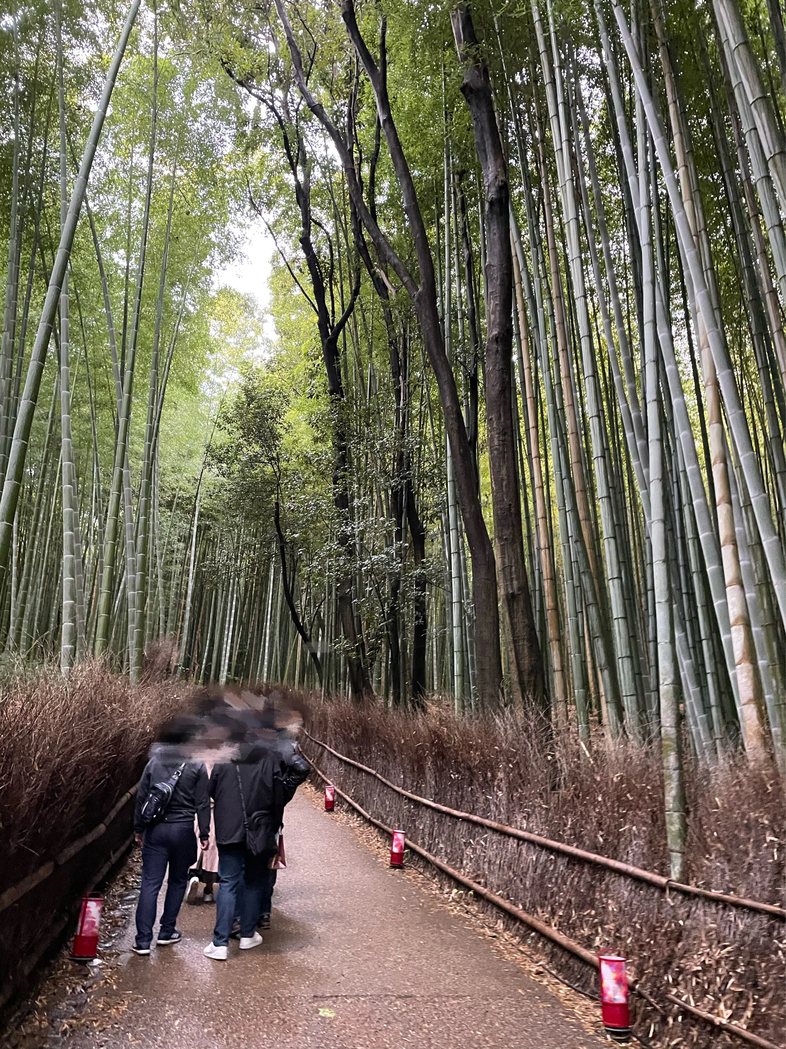 竹 京都 嵐山