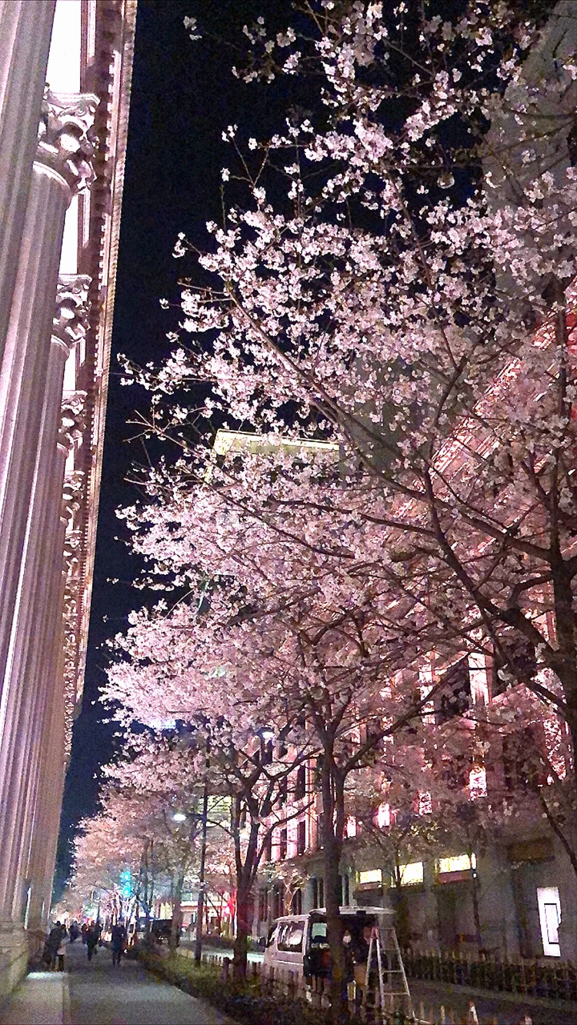 Vol.81♡ ピンク色のライトアップがカワイイ！”日本橋・桜フェスティバル”_1_1