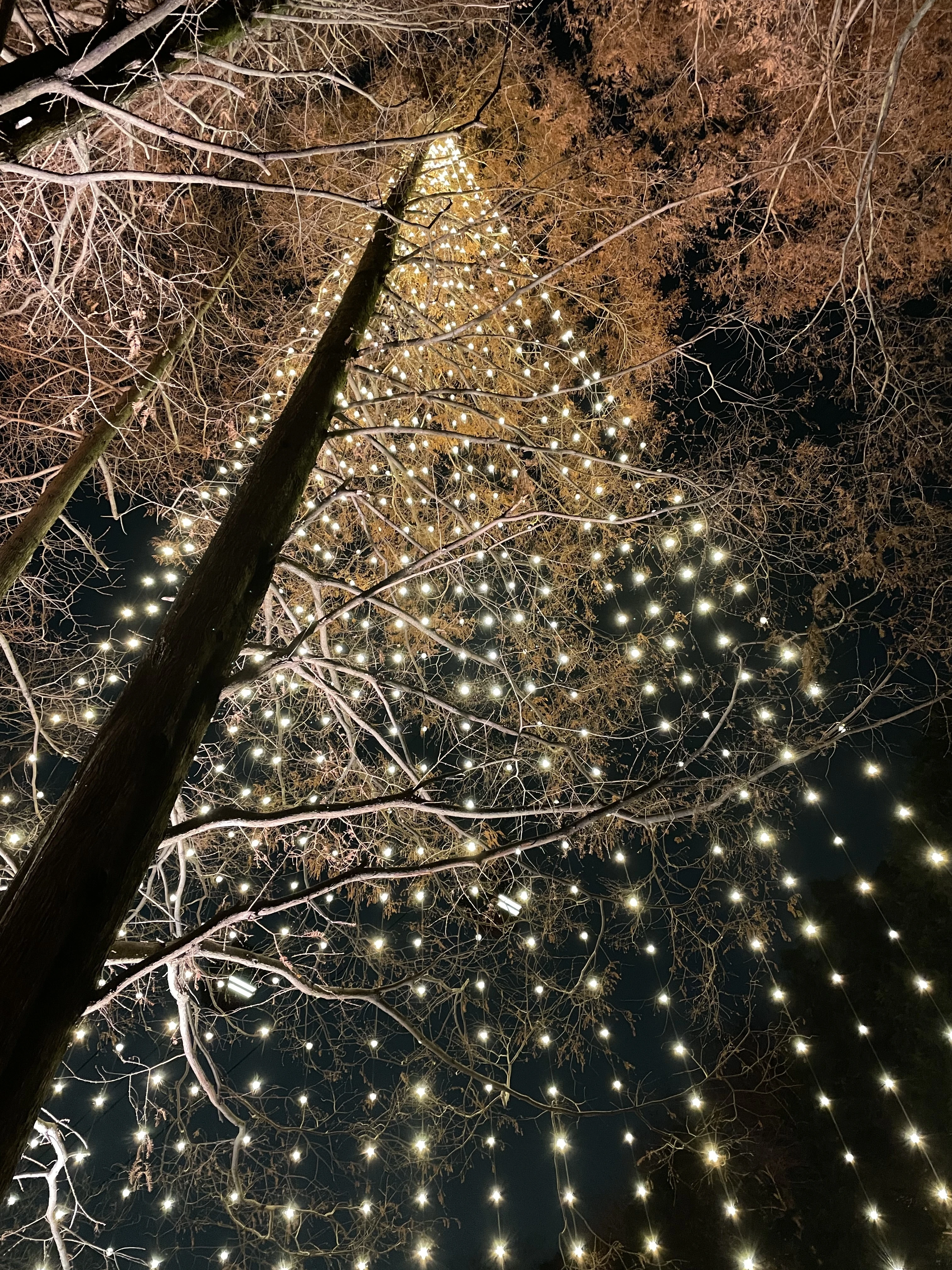 神戸布引ハーブ園 森のクリスマスツリー