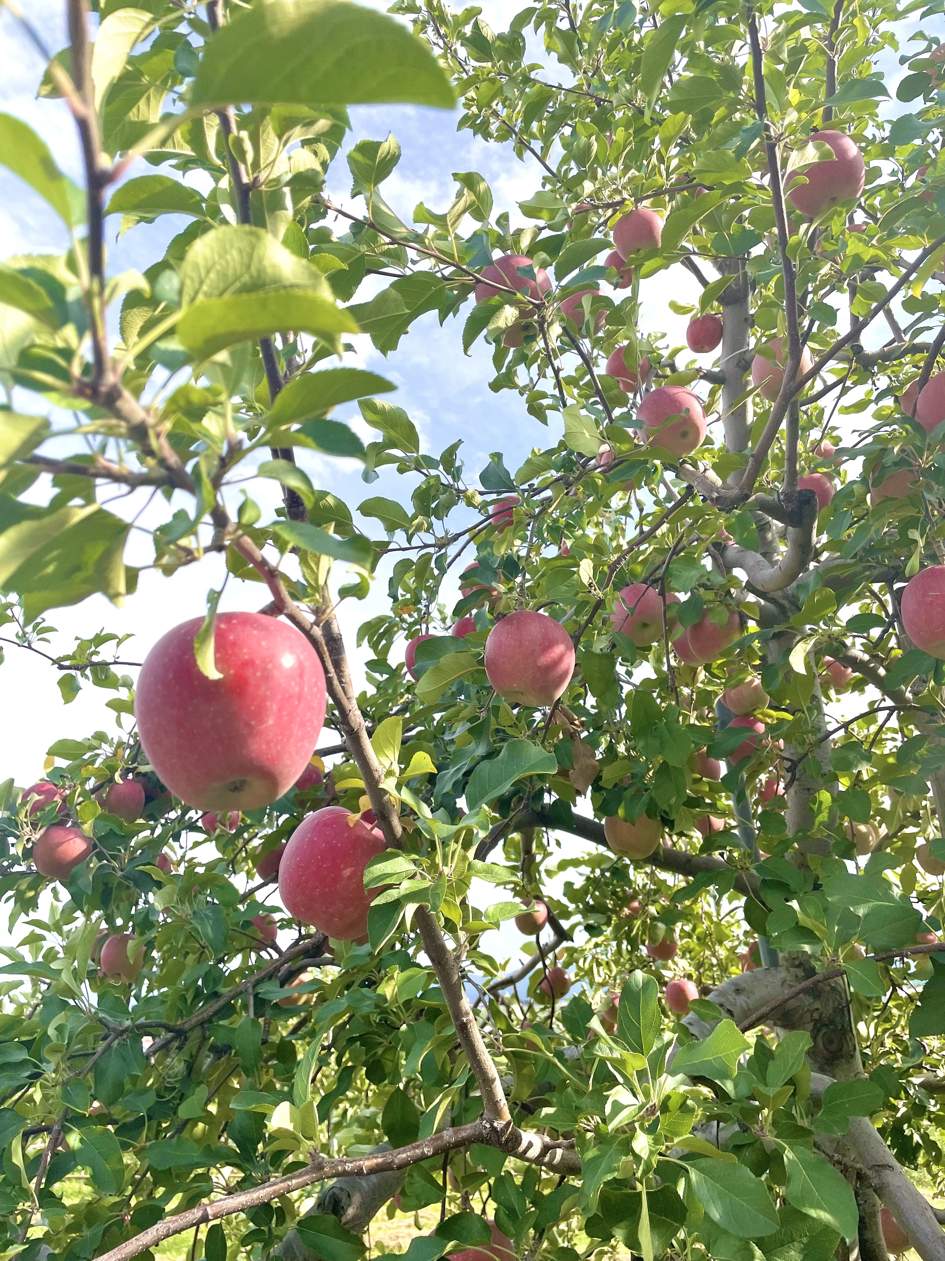【りんご狩り】青森県でりんごを楽しみたいならここ！弘前市「りんご公園」_1_2