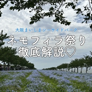 【5/6まで開催】大阪まいしまシーサイドパークのネモフィラ祭りを徹底解説！