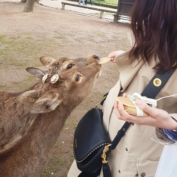 奈良の鹿と触れ合って来ました…！