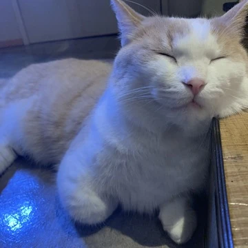 【まるで天国】猫カフェに初潜入！！！