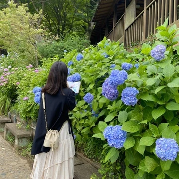 【御朱印】今年もご紹介！千葉県で紫陽花の限定御朱印をもらうなら