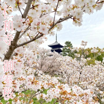 【お花見】京都桜名所「仁和寺」で御室桜と五重塔のツーショットを狙え！