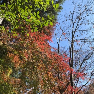 紅葉が綺麗な11月に、東京都八王子市にある高尾山で撮った写真です。青い空と、緑の葉、紅葉が始まって赤やオレンジに染まった葉が写っています。