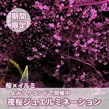 【桜×イルミ】見るなら今！よみうりランドで夜桜ジュエルミネーションを楽しんで