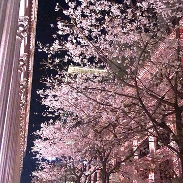 Vol.81♡ ピンク色のライトアップがカワイイ！”日本橋・桜フェスティバル”