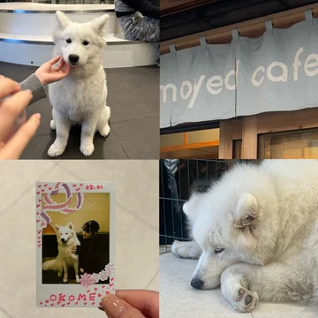 今話題の犬カフェ『サモエドカフェ』行ってみた ♡気になる料金、予約方法は？