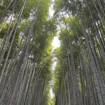 竹林の小径の画像