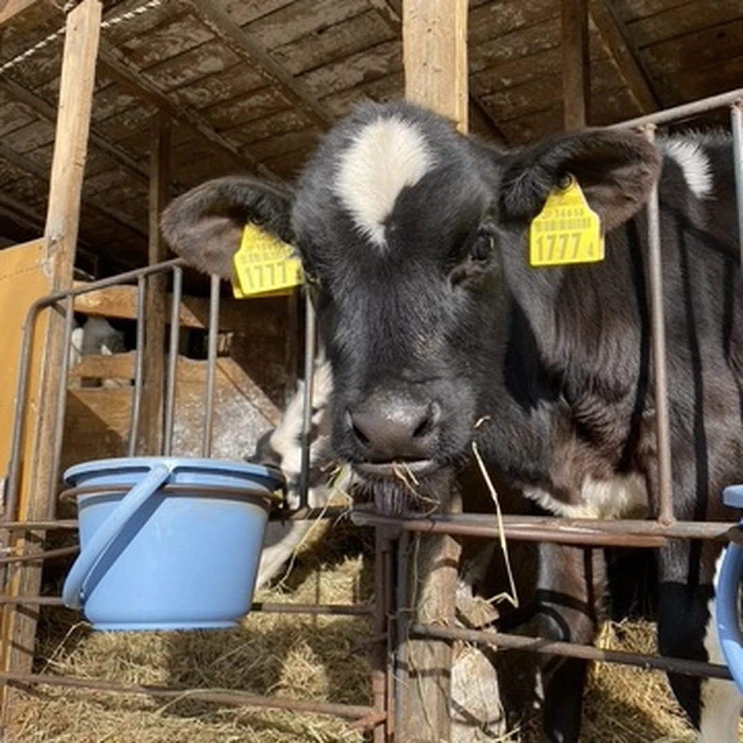 【北海道旅行】牛とのふれあいで心に癒しを...