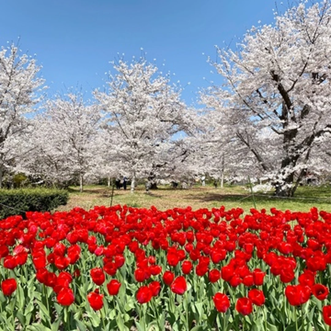 【お花見】「京都府立植物園」名物！満開の桜とチューリップのコラボを見逃すな！